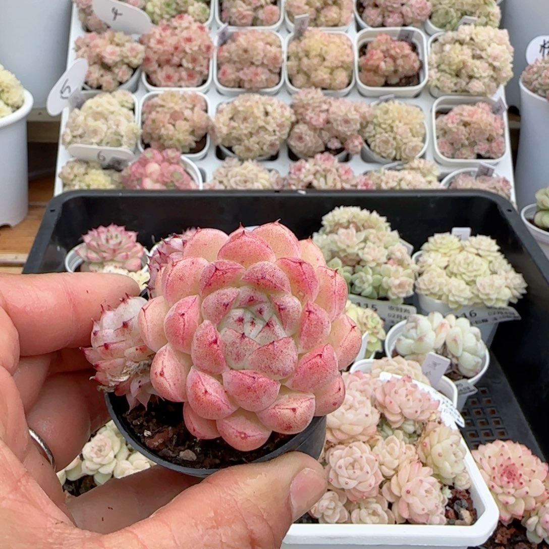 岁***?【闪购商品】0204-129包子