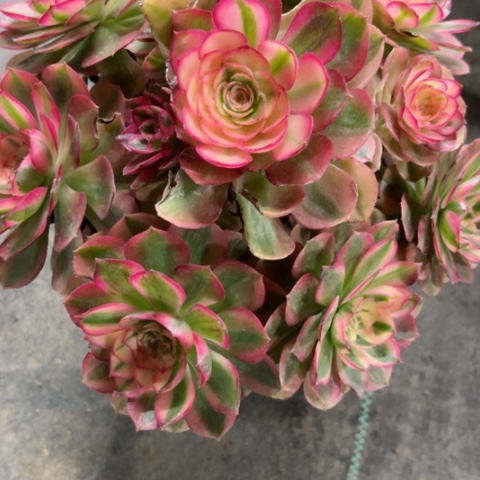 太***了多肉植物万白锦。