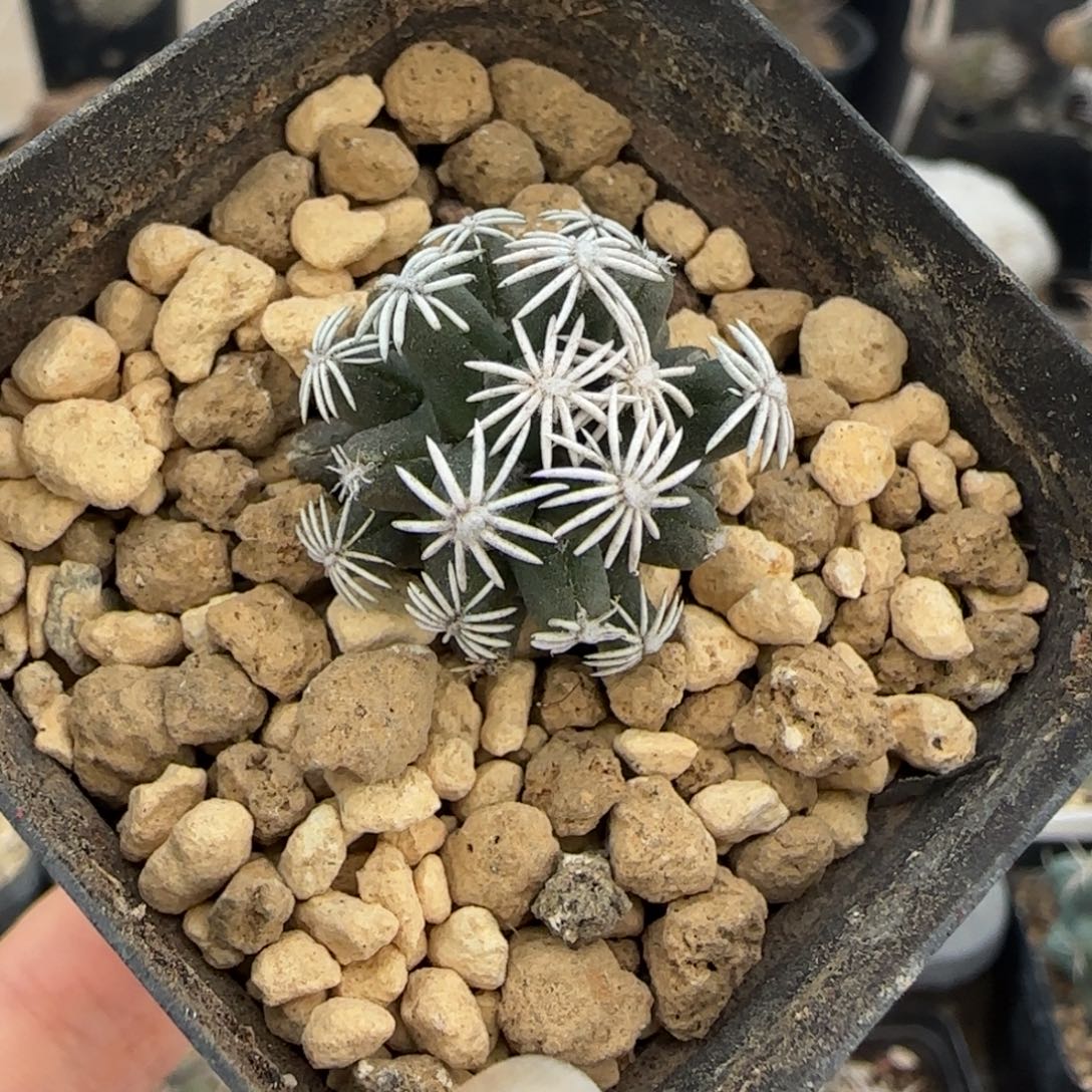 016萝卜根孤月丸多肉