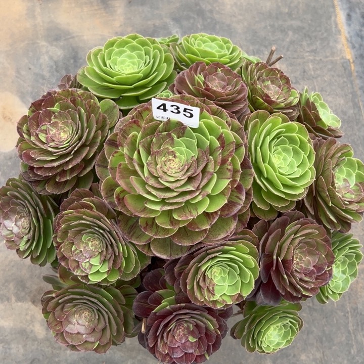 435花月夜35厘米左右