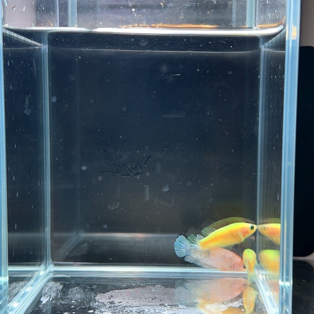 斗鱼活体观赏鱼好养耐活