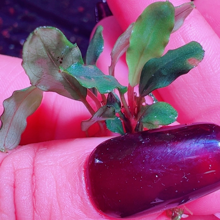 福利1号福利价植物一头