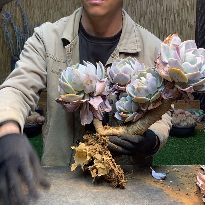 唯***e83 号白凤多肉植物