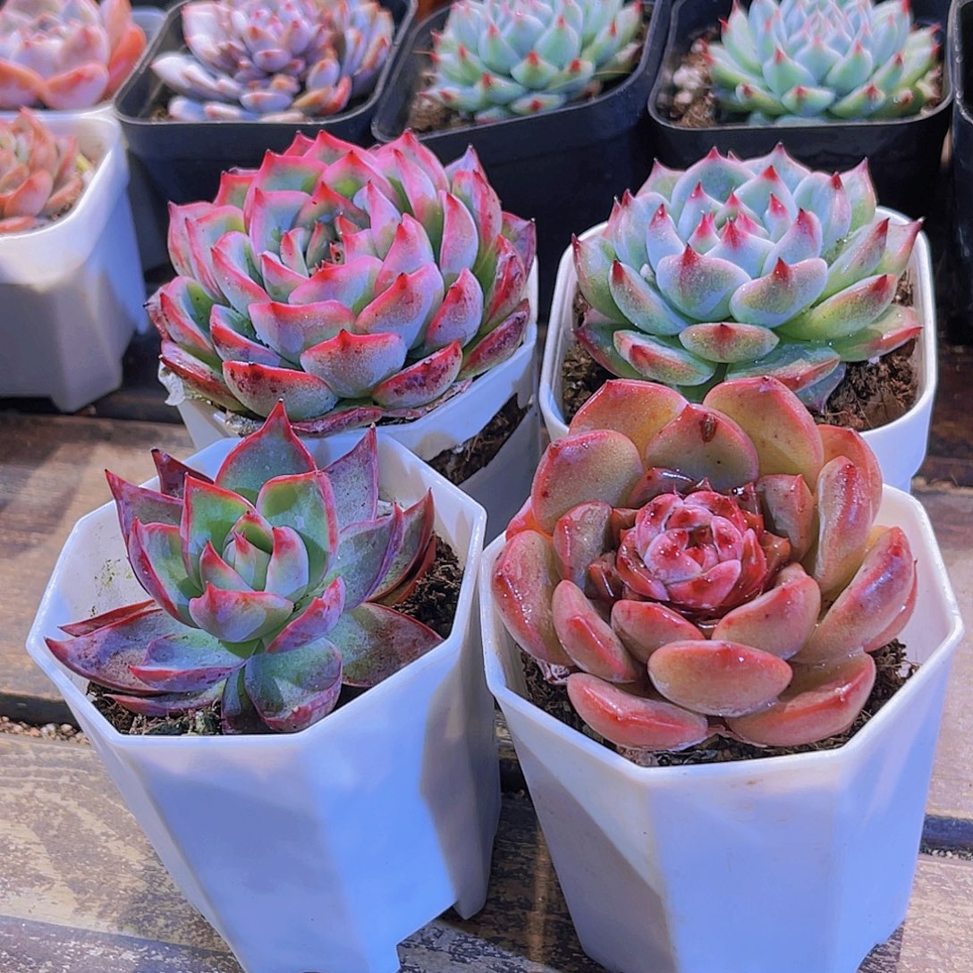 侧影。惊鸿。唐心。吉娃娃