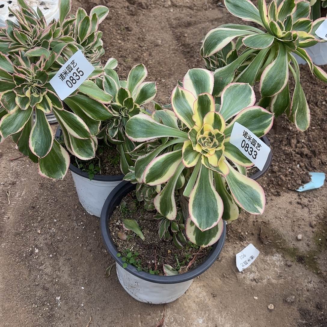 回***3燕子锦缀多肉植物832-34-35