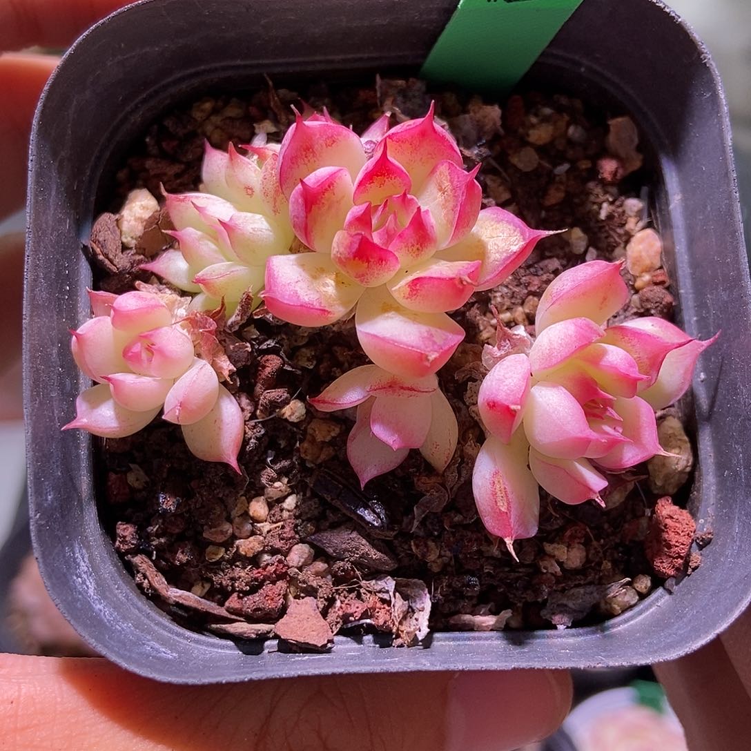 h420 小丸子不上科技 滤镜精品多肉