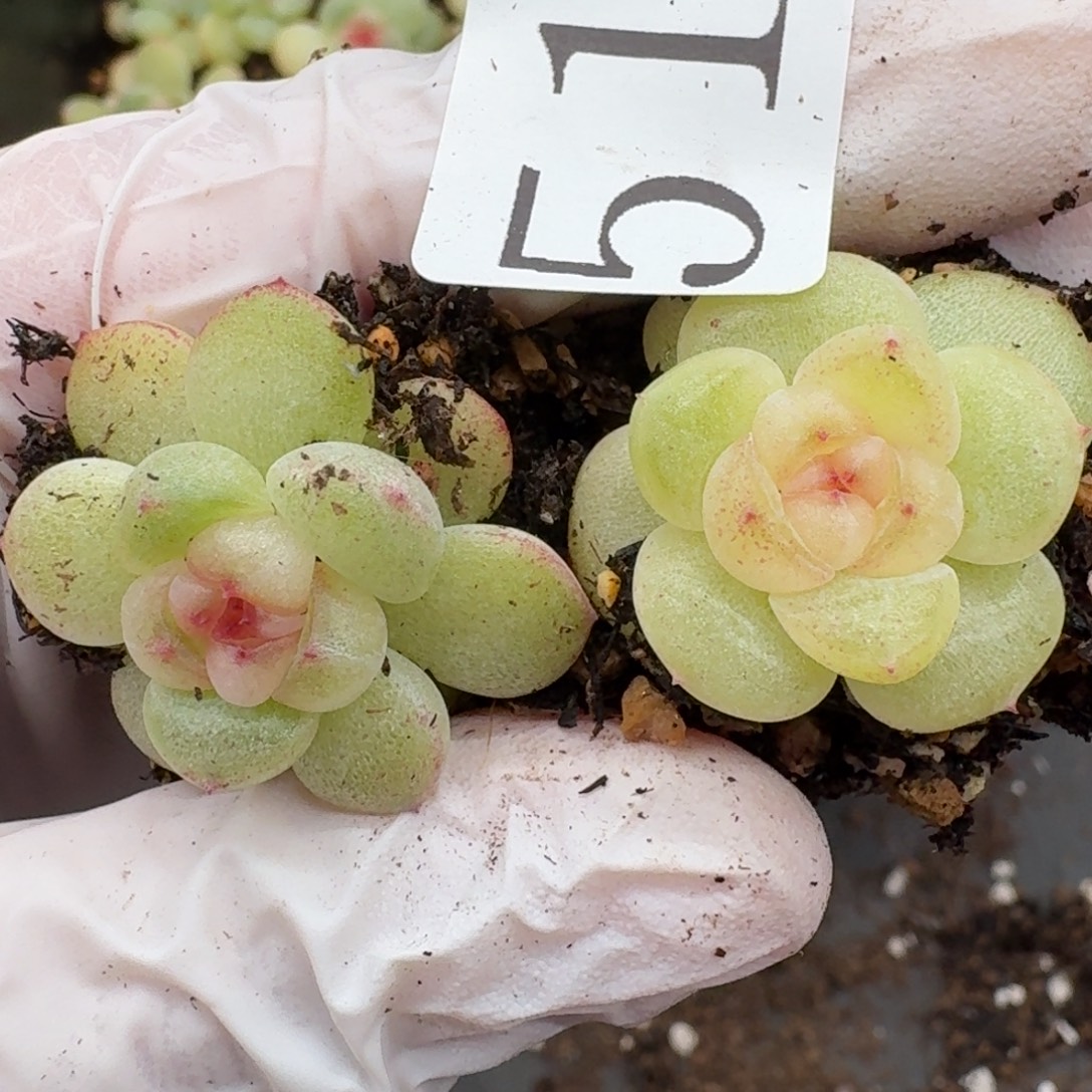 多肉植物多肉植物518