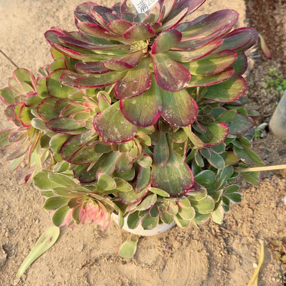 P. 0368妖。 夜宴多肉