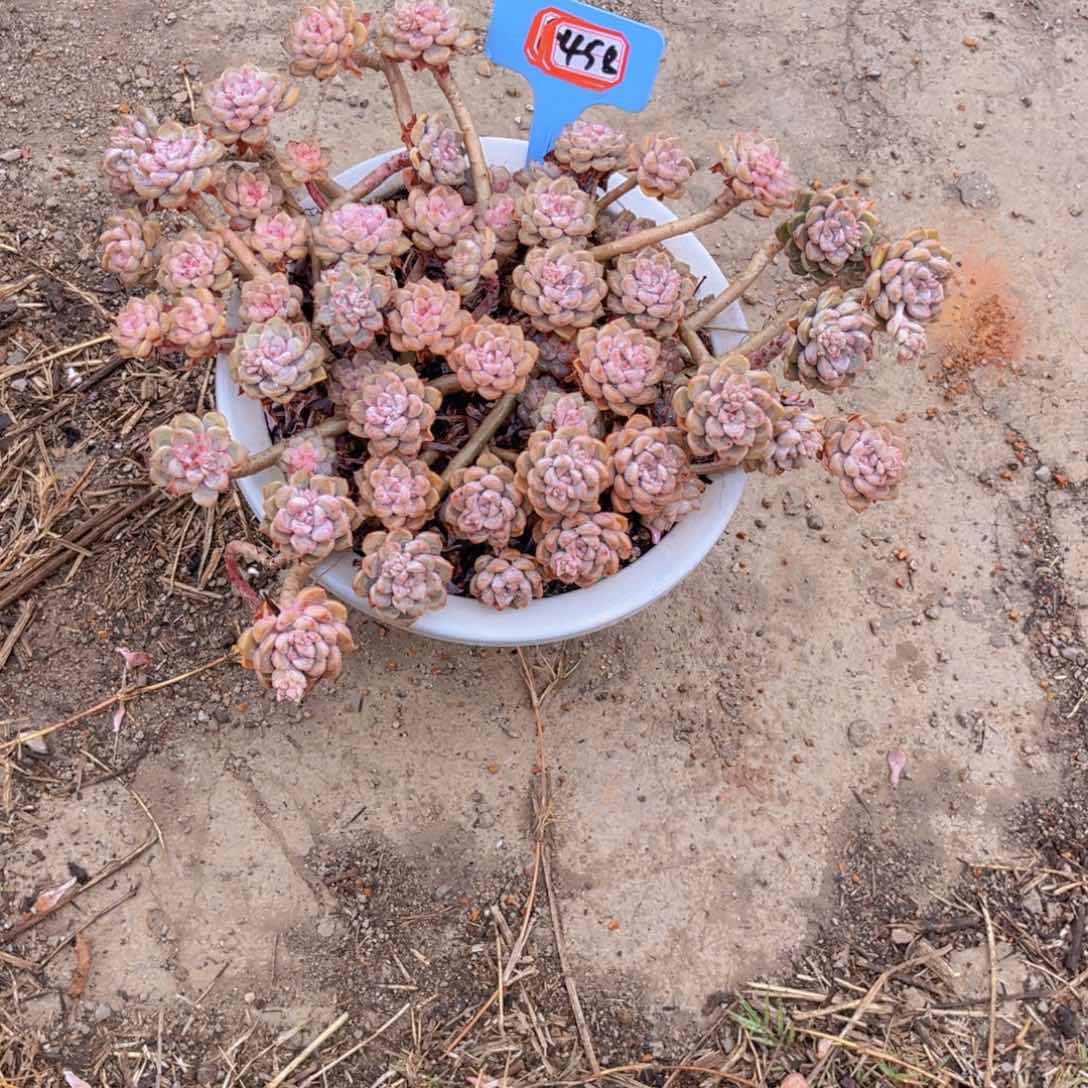 用****2粉布偶458多肉植物