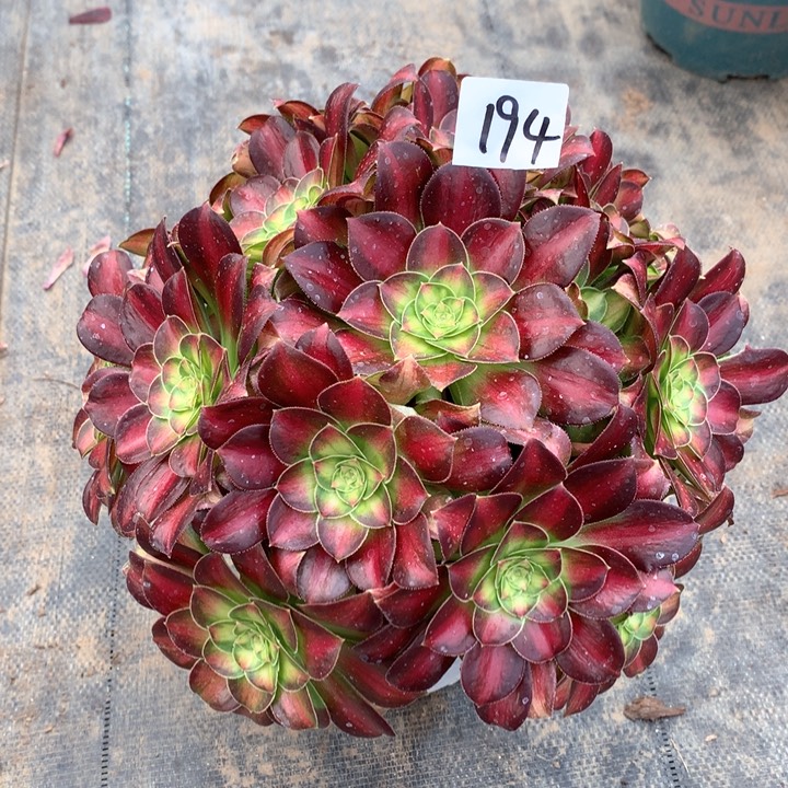 194韶华花绣球朵朵