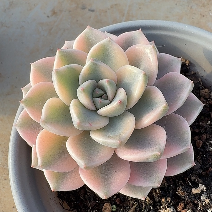 红粉佳人锦 腹轮锦