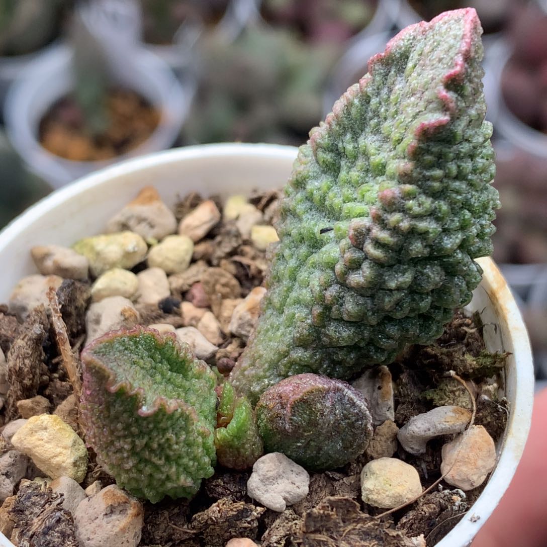 哈默小怪兽 多肉植物