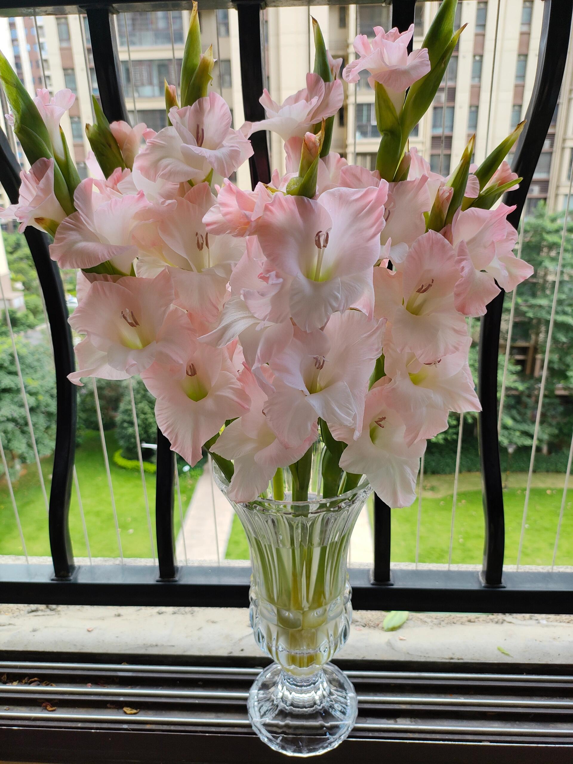 钻石粉剑兰5支/10支  云南基地鲜花  家养 水养