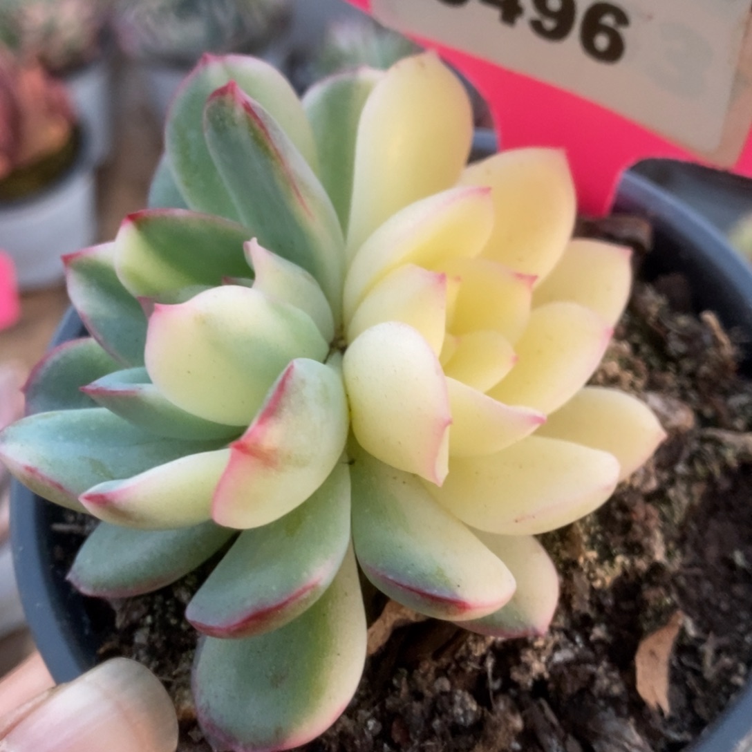 ?****?496雨燕座锦锦锦锦锦