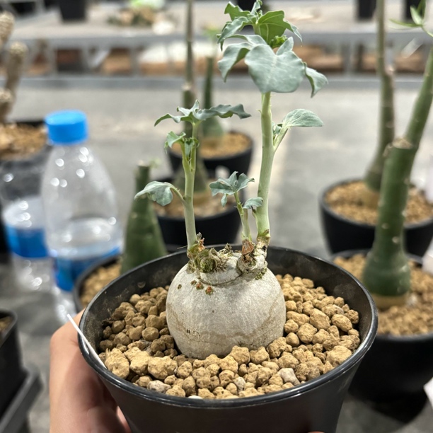 实生锦珊瑚 老狼专拍 多肉一物一拍