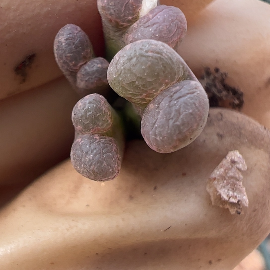 336 好看的多肉冲冲冲q腿长介意不拍