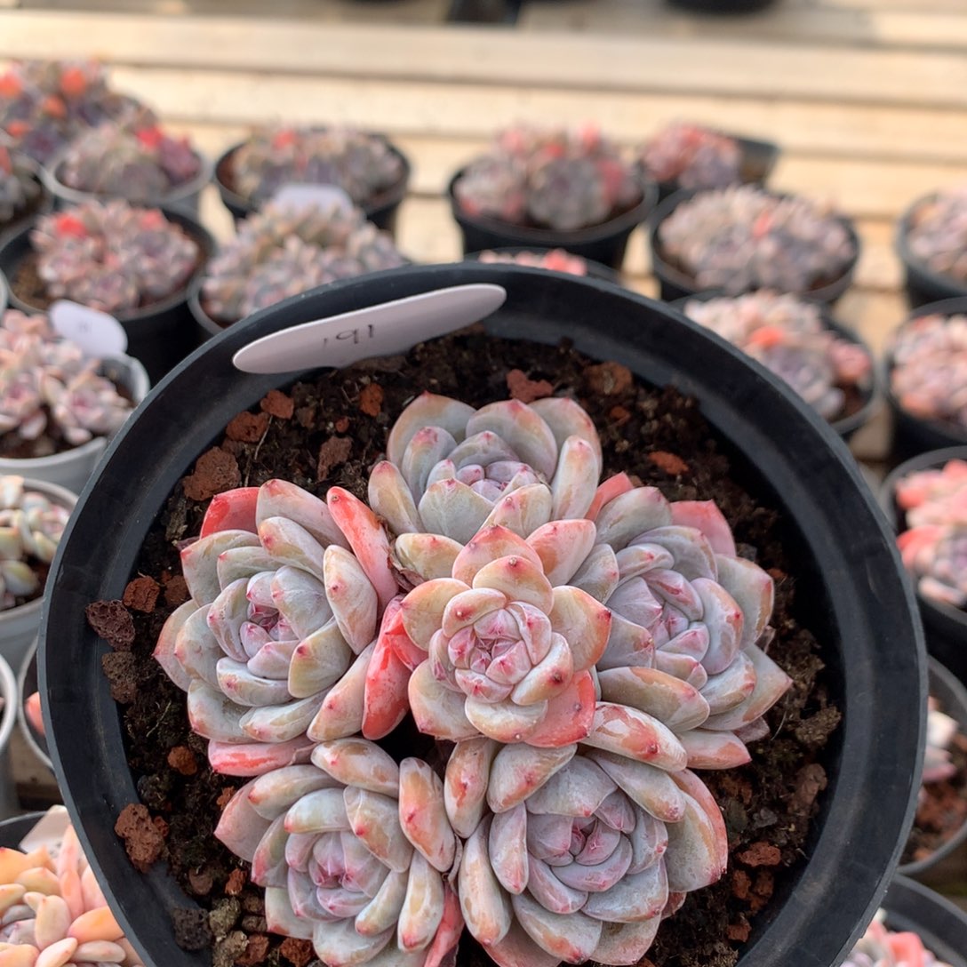 10.8厘米六头紫皮石榴籽 捧花 191
