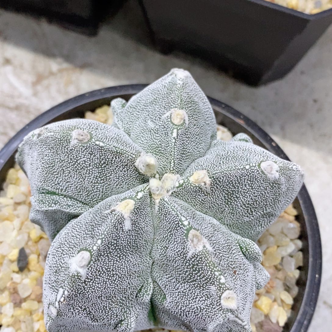 仙人球实生核桃9厘米带盆