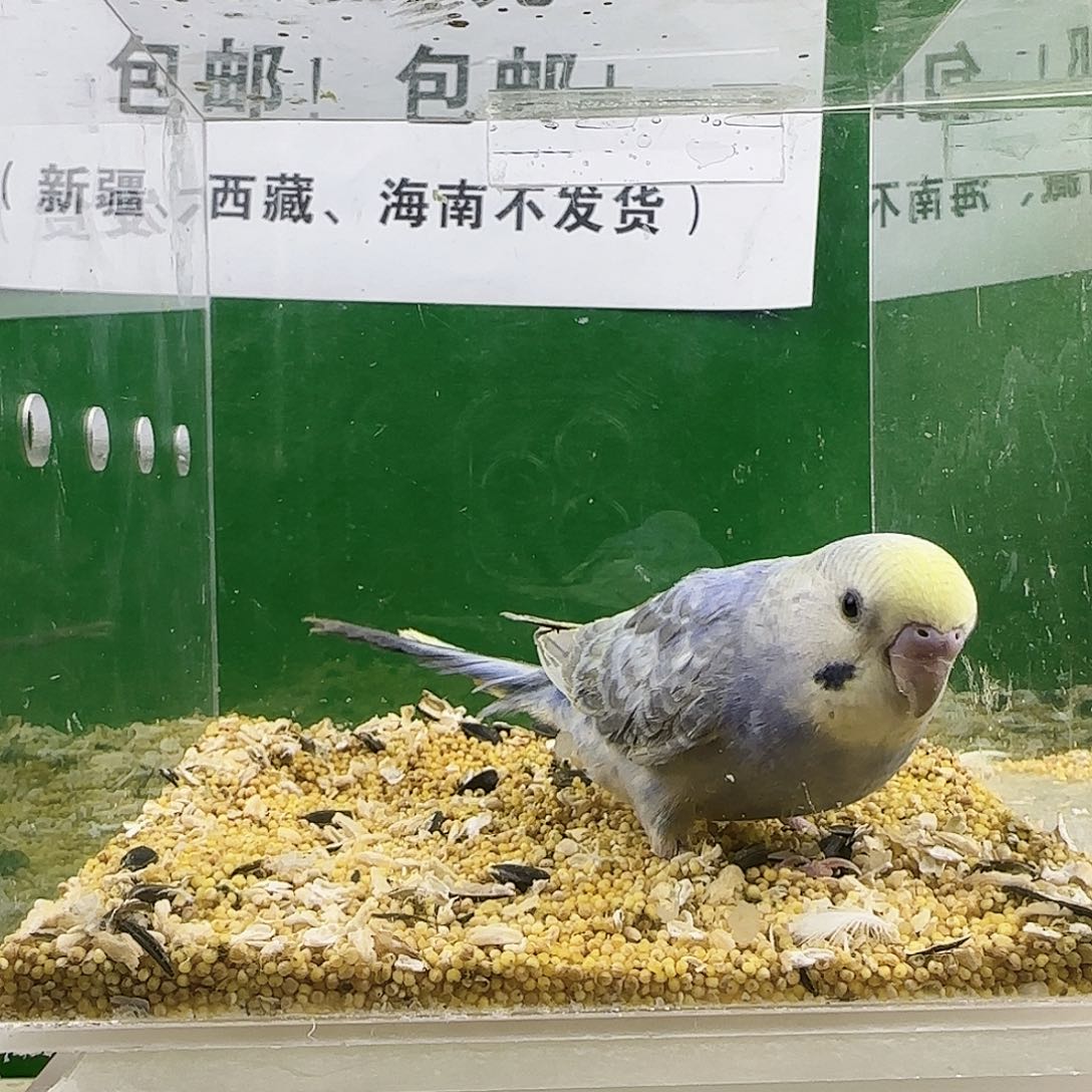 虎皮鹦鹉金彩金彩