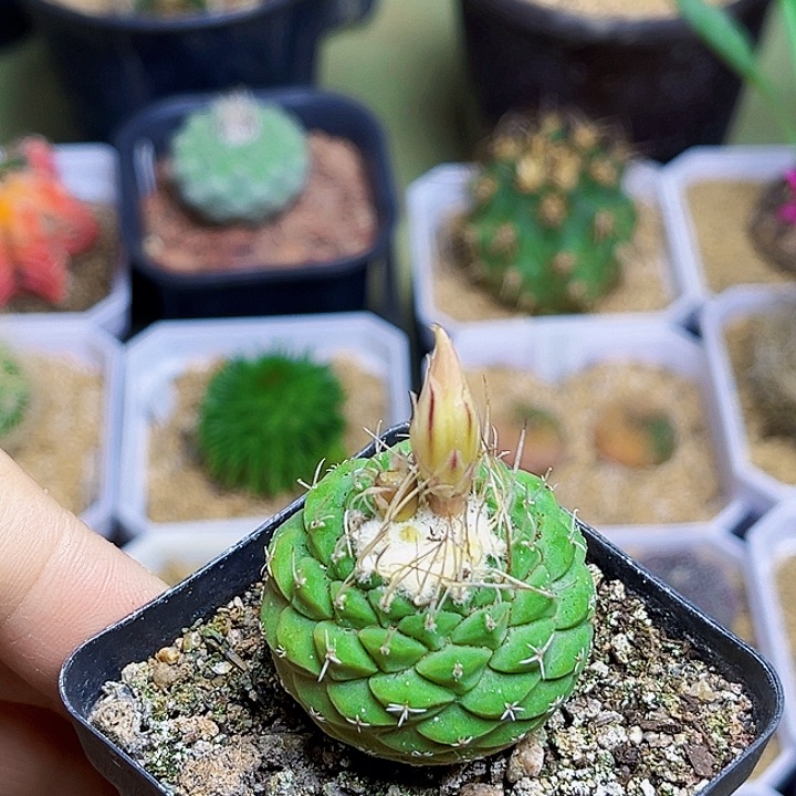 菊水3.2公分实生