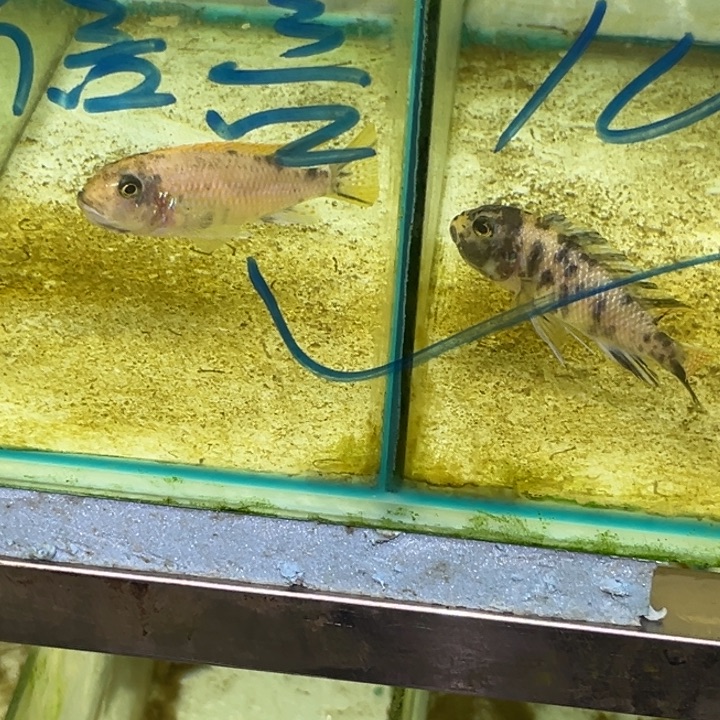 信***言海水鱼三湖慈鲷马里奥