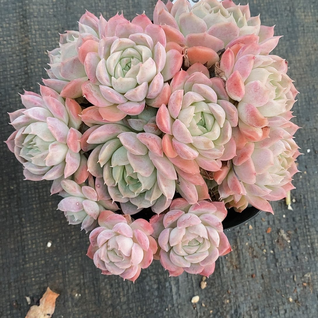 2940杂交老桩基地～12厘米