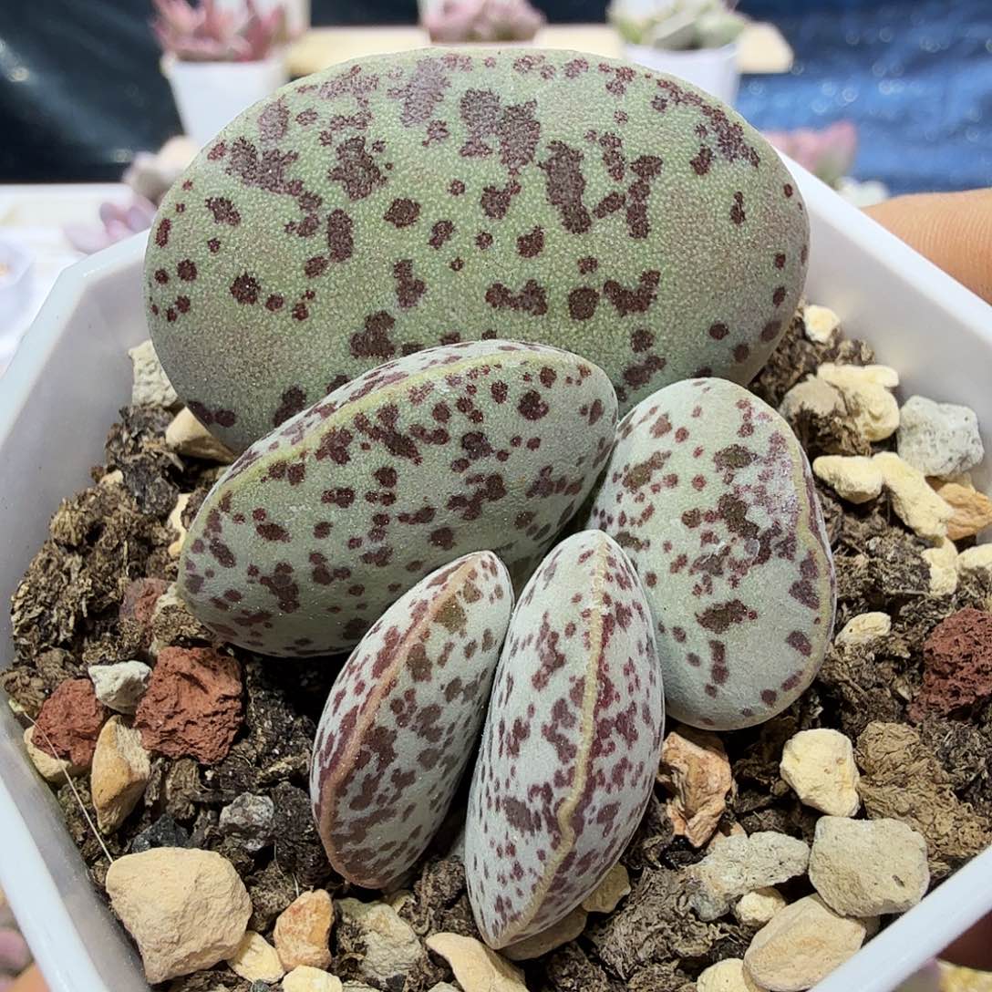 花蛋水泡多肉植物