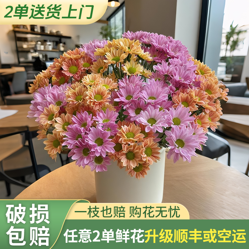 【云上花卉】混色小菊-任意2单升级快递 发货后不支持退款