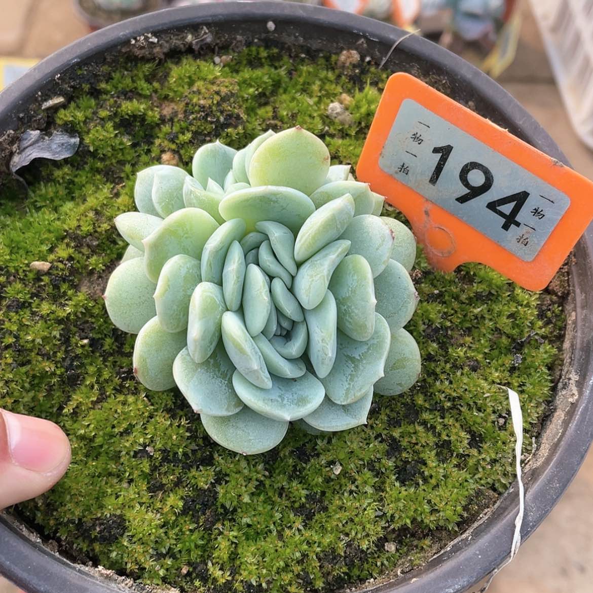【闪购商品】194劳林缀
