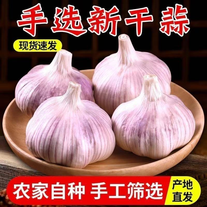 山东金乡大蒜头2/3/5斤干蒜特大蒜鲜大蒜正宗2025干蒜新干蒜紫皮