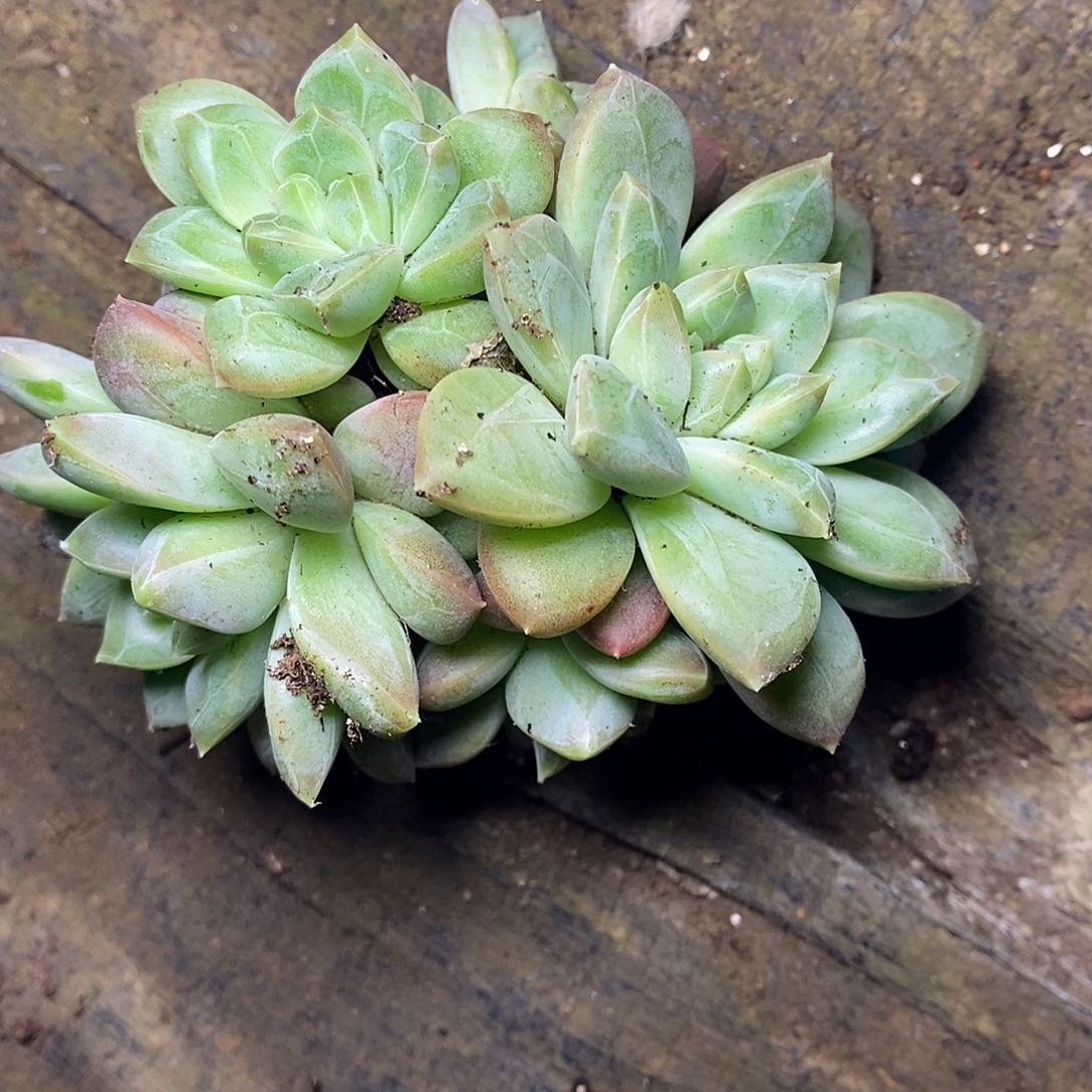 打*死一物一拍，美人多肉