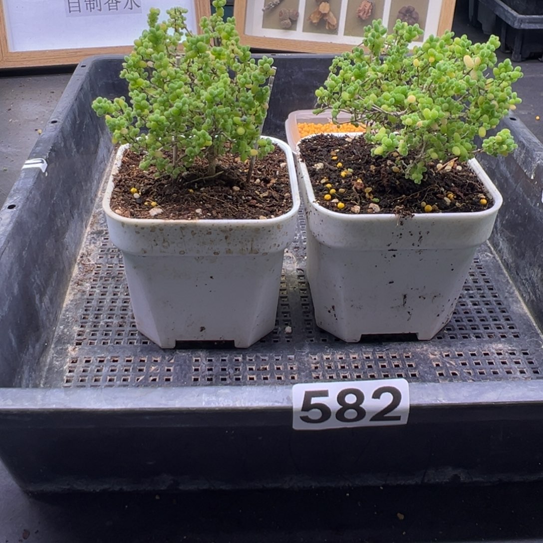 绘***风这个发型多肉植物补发链接