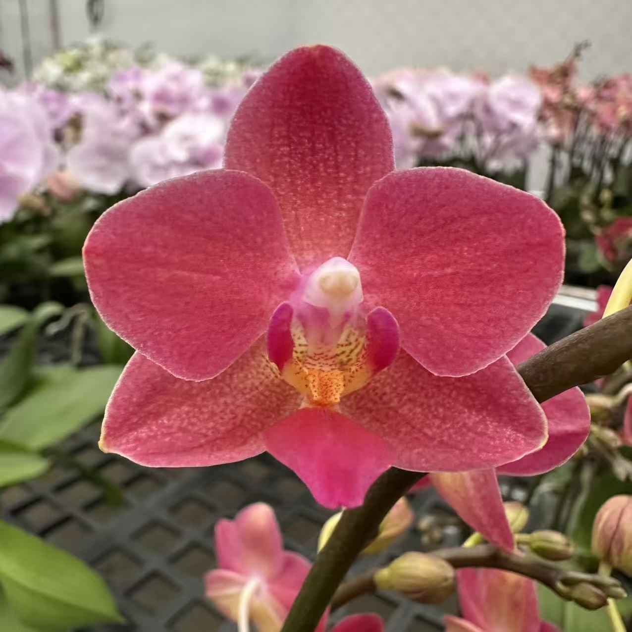 蝴蝶兰【香味小番茄】梦幻浪漫室内高端花卉绿植