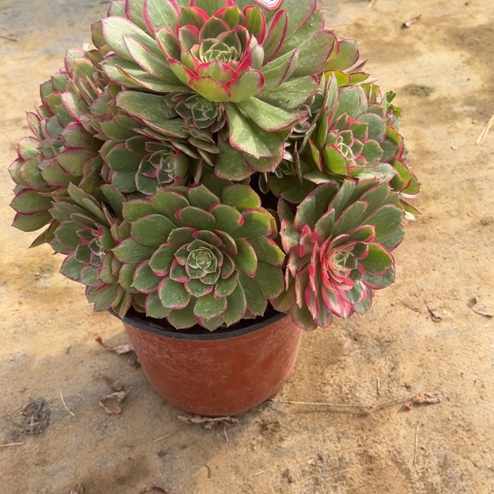 6-40粉花妖多肉植物