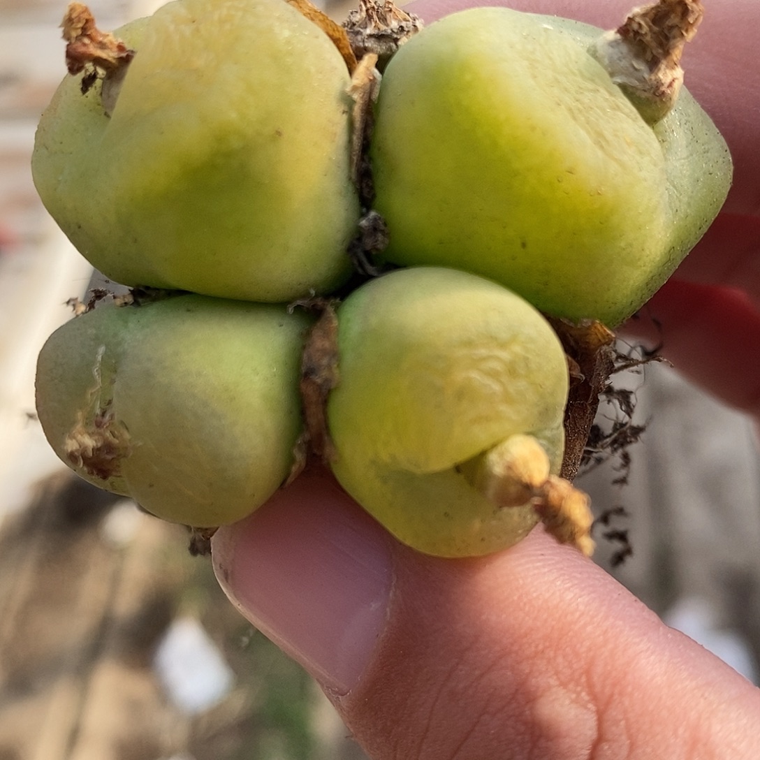 361母本大四头一群。    