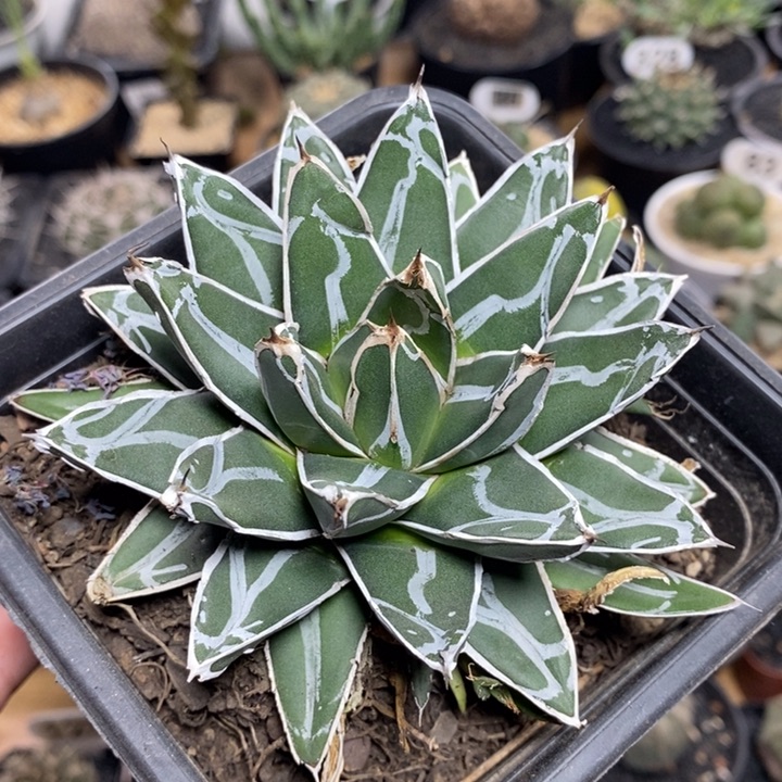 笹之雪龙舌兰74号11cm