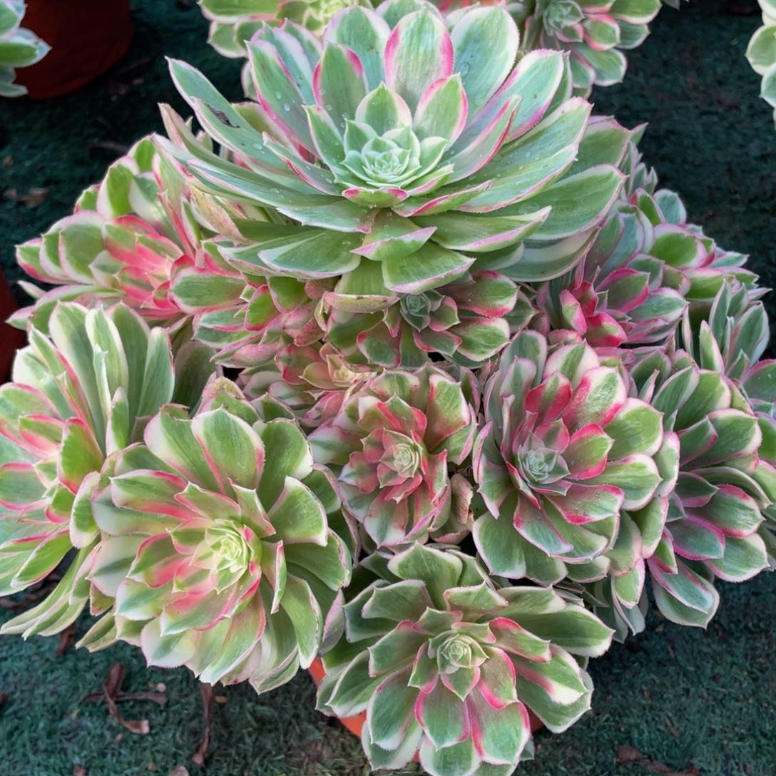 515孔雀翎精品法师老桩