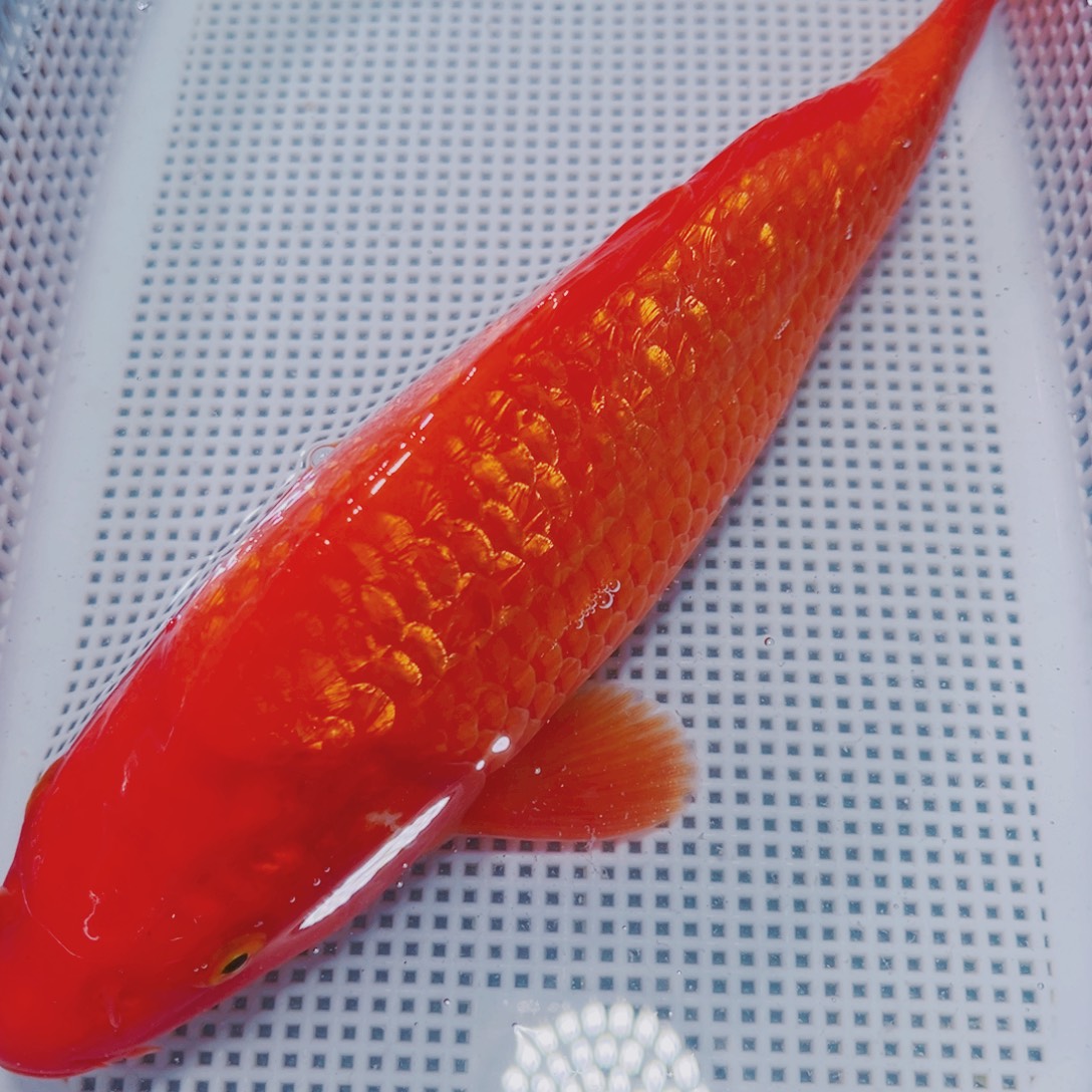 海水鱼锦鲤观赏鱼192