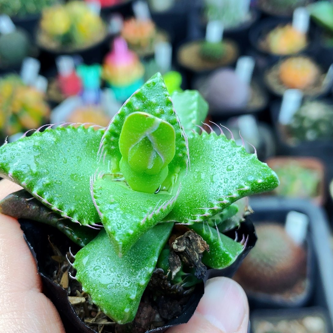 怒涛非偏远地区满25包邮仙人球