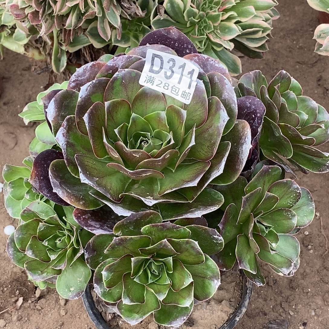 311 多肉植物不包断枝