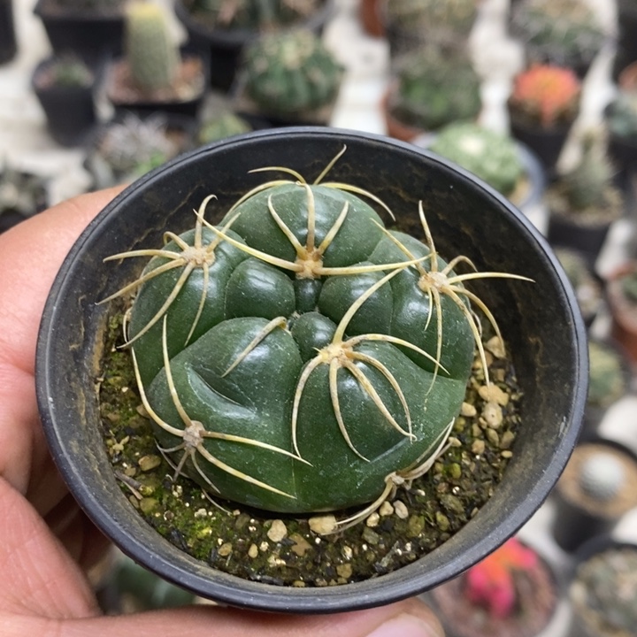 实生高木海王五棱