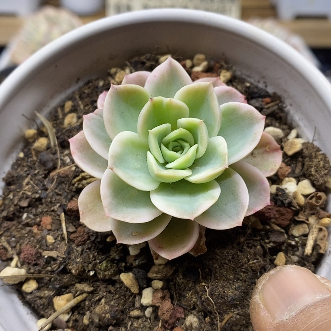 02181 哈密瓜覆轮锦