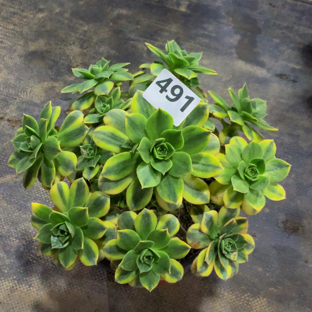 【闪购商品】491星爆