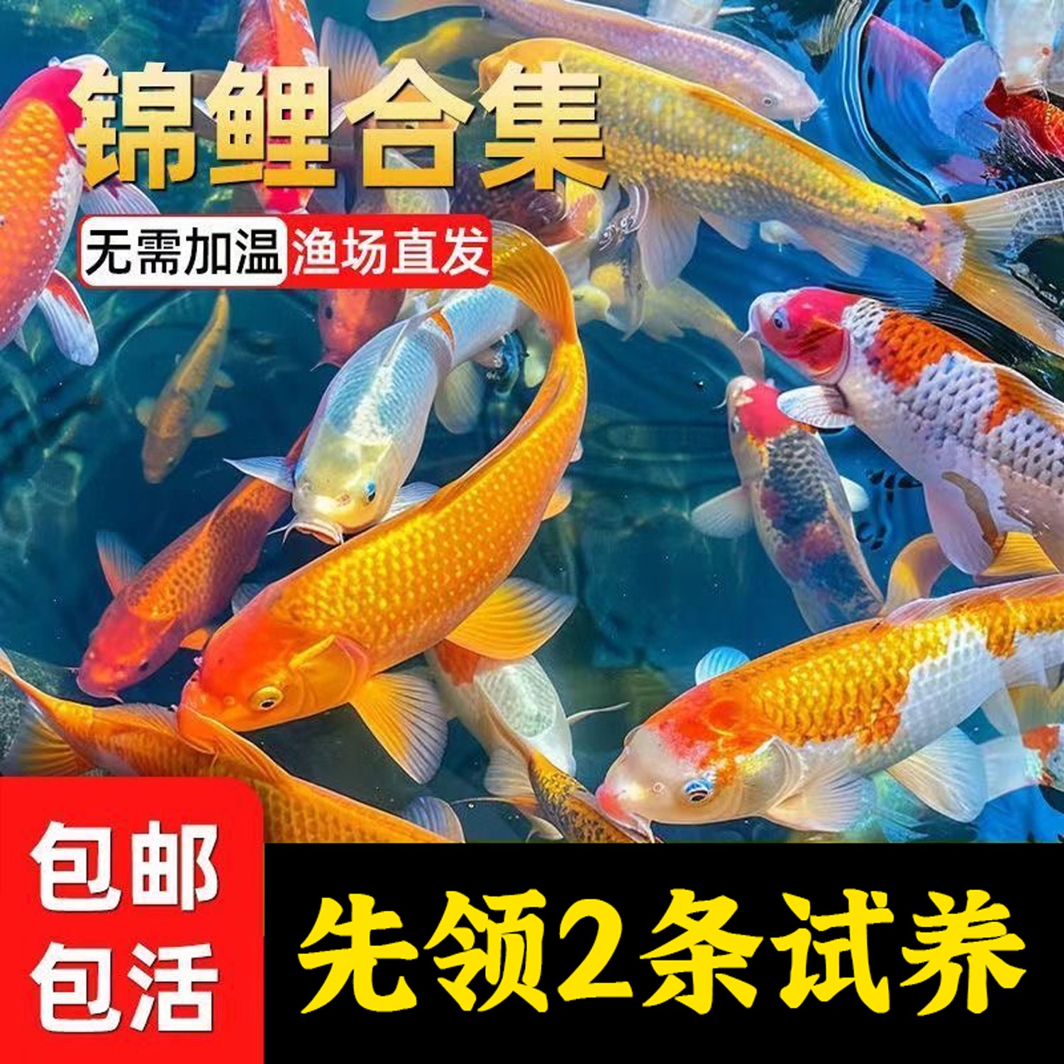 锦鲤鱼活鱼观赏鱼纯种大型红白冷水淡水好养耐活金鱼红鲤鱼小鱼苗