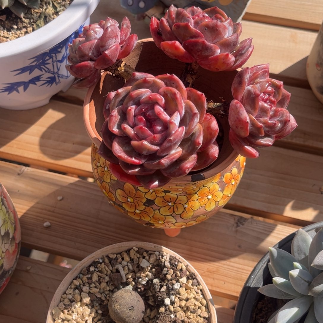 小***呢星颖群生一物一拍