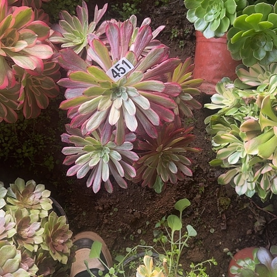 无花朵紫霞451号不包断枝