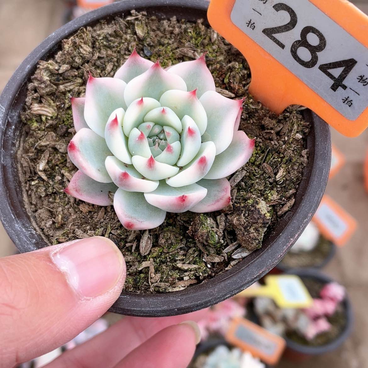 【闪购商品】284号