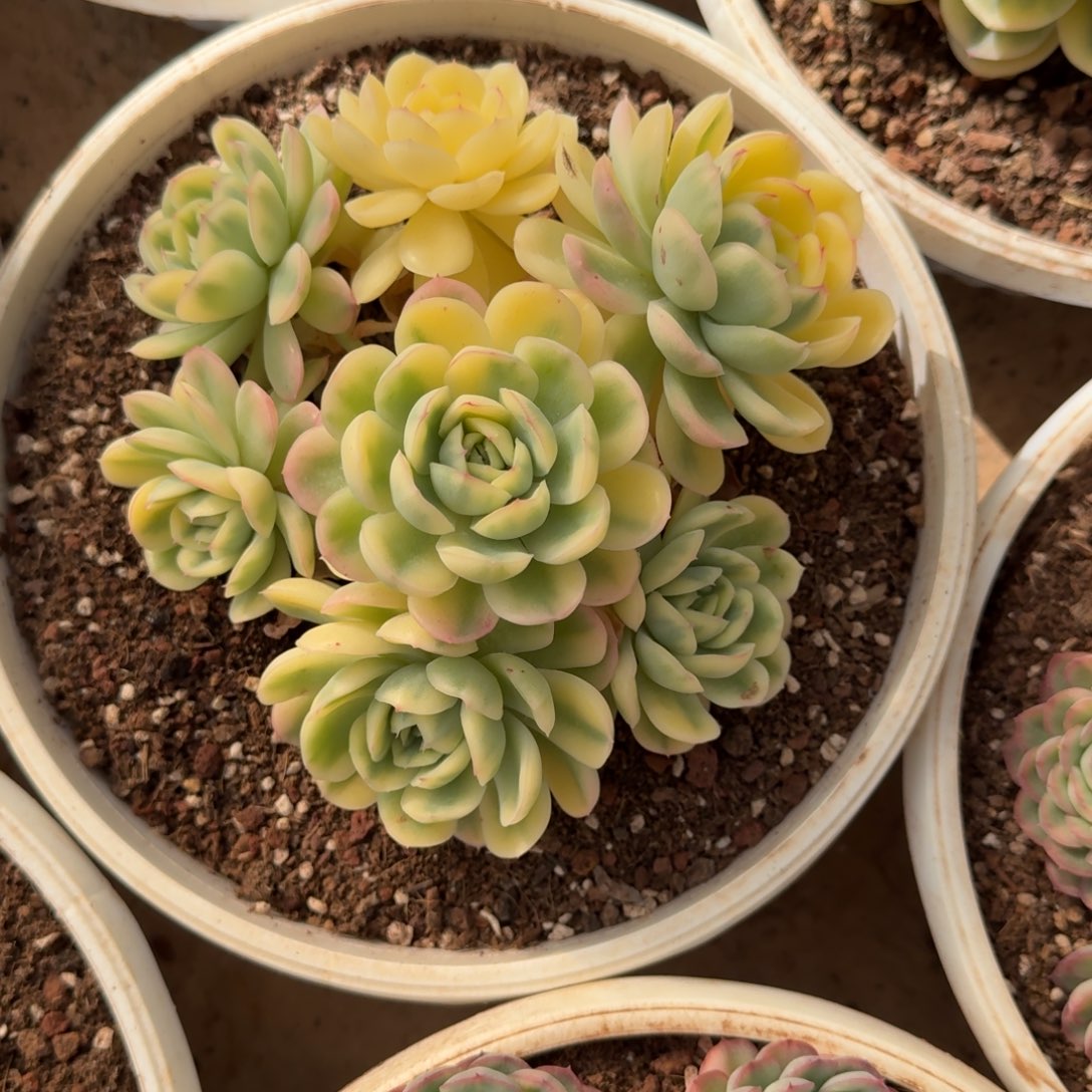 草莓冰锦十八公分官服