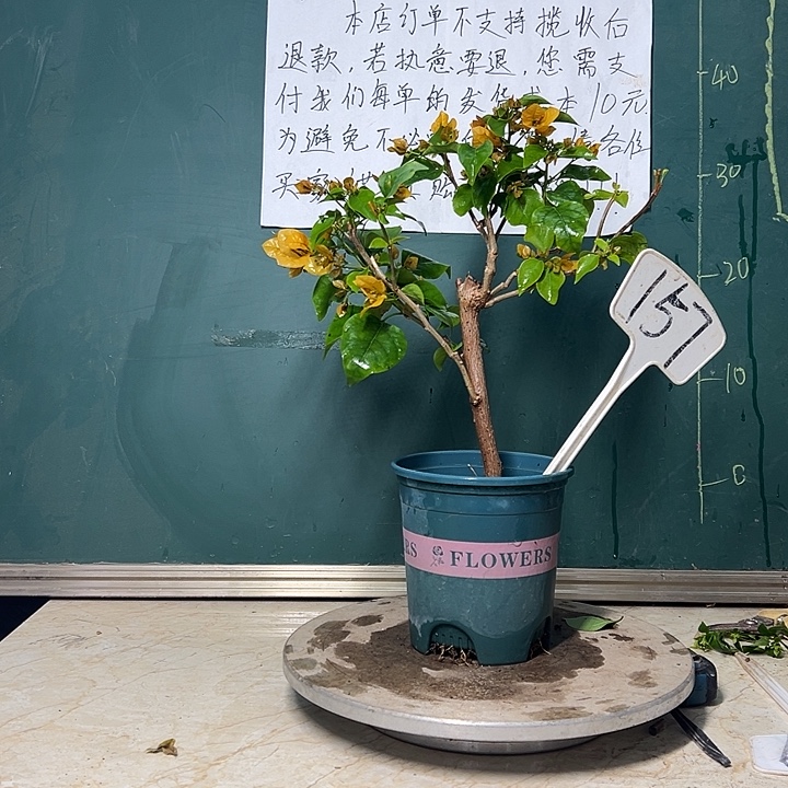 完全开放    绿叶柠檬黄 157