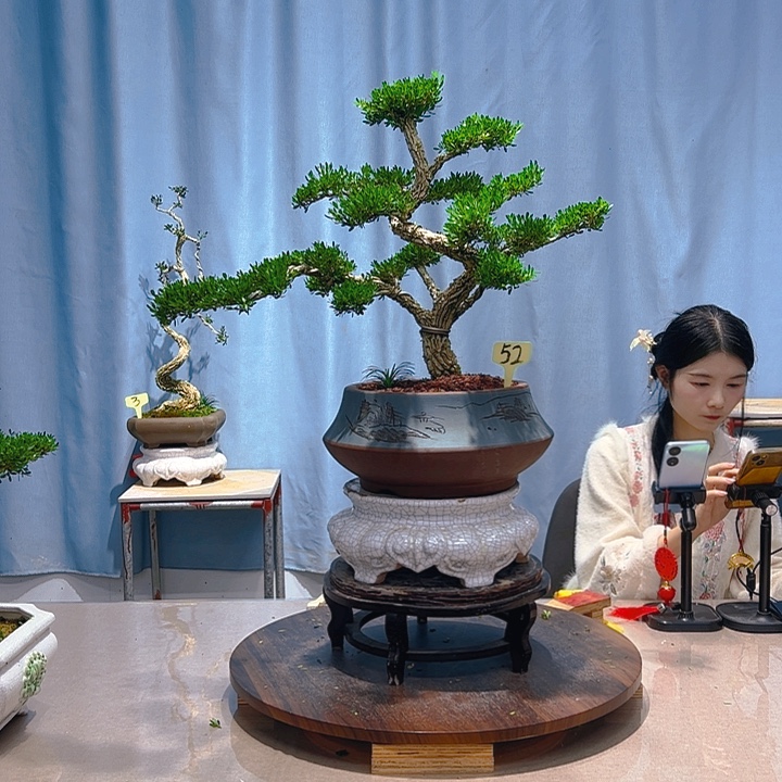 无花朵广东皱皮雀舌黄杨